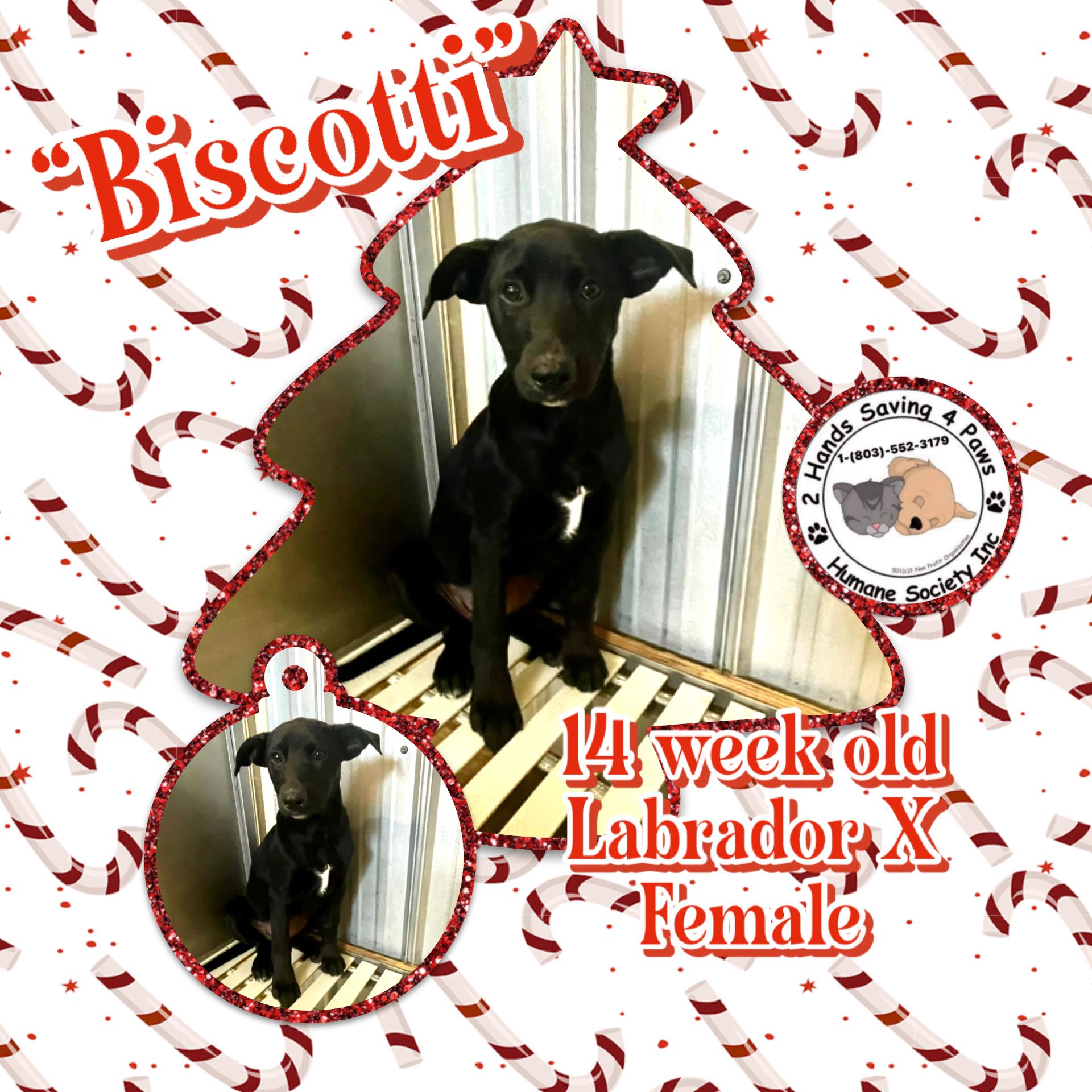 Enlarge Biscotti , a Adoptable mixed breed in Totowa, NJ image 1/2