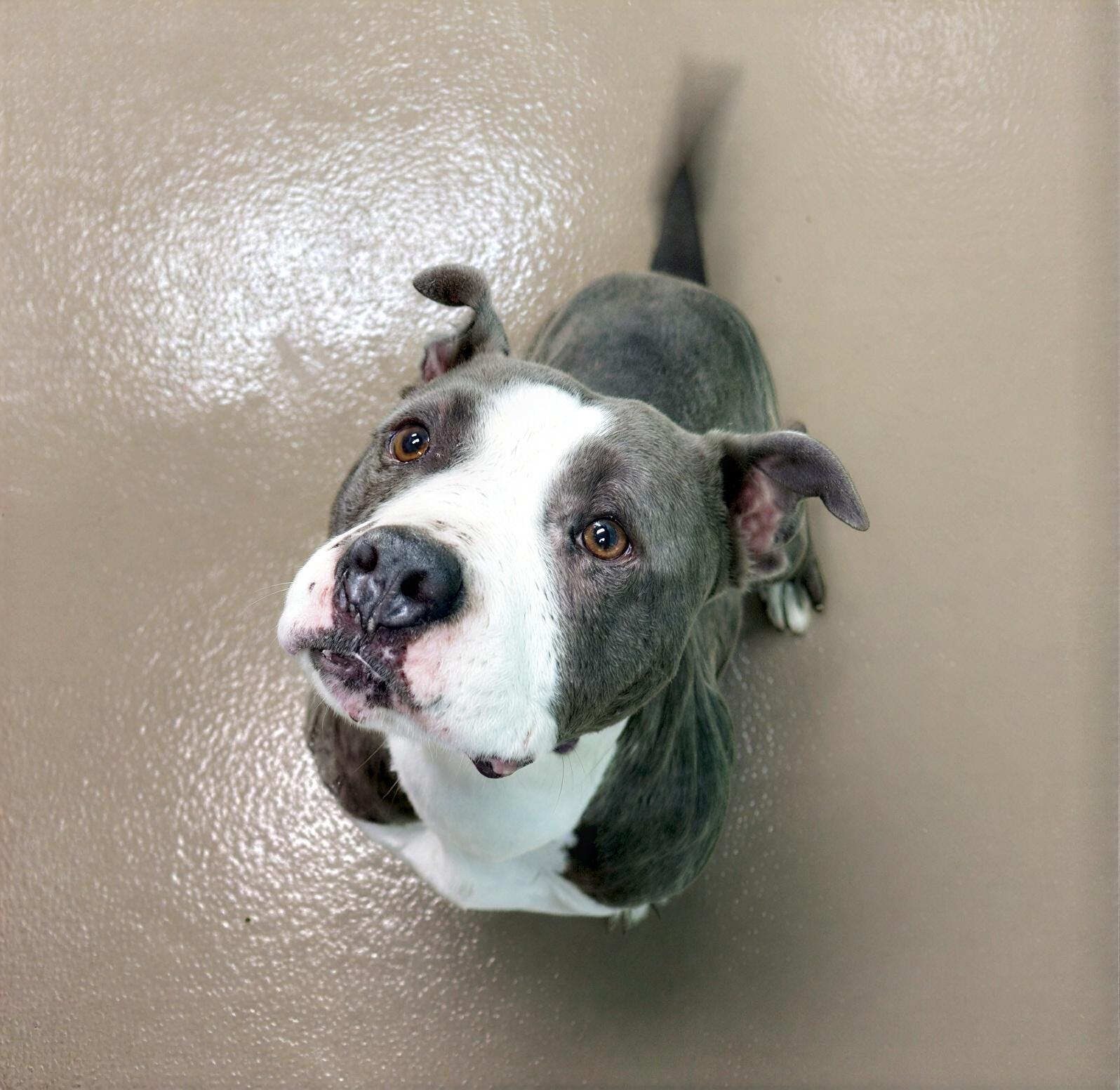 Posey, ADOPTABLE, Adult Female Mixed Breed.