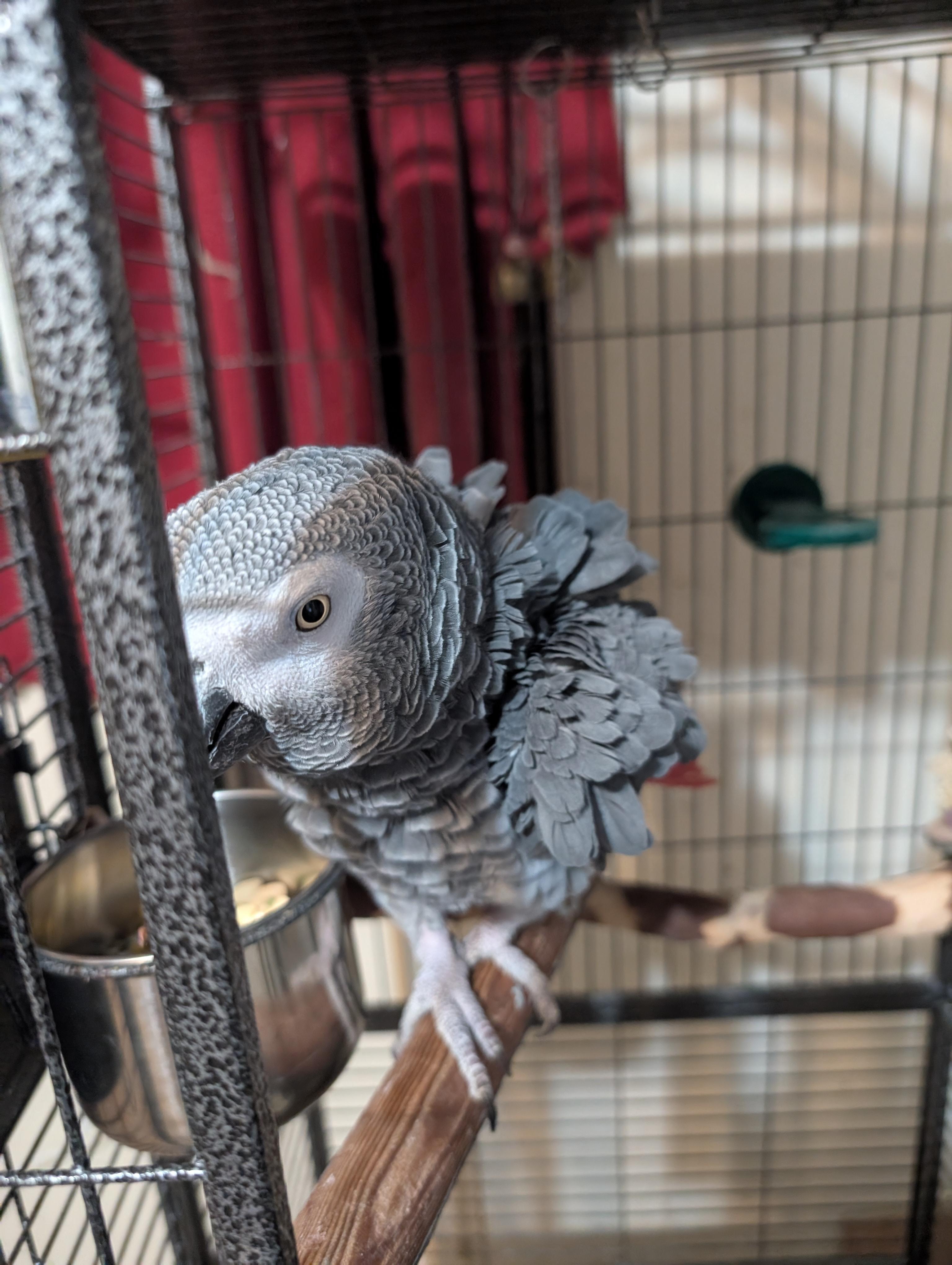 Enlarge Miss Jocko African Grey Seeking a man, an adoptable African Grey in Vancouver, WA image 3/4