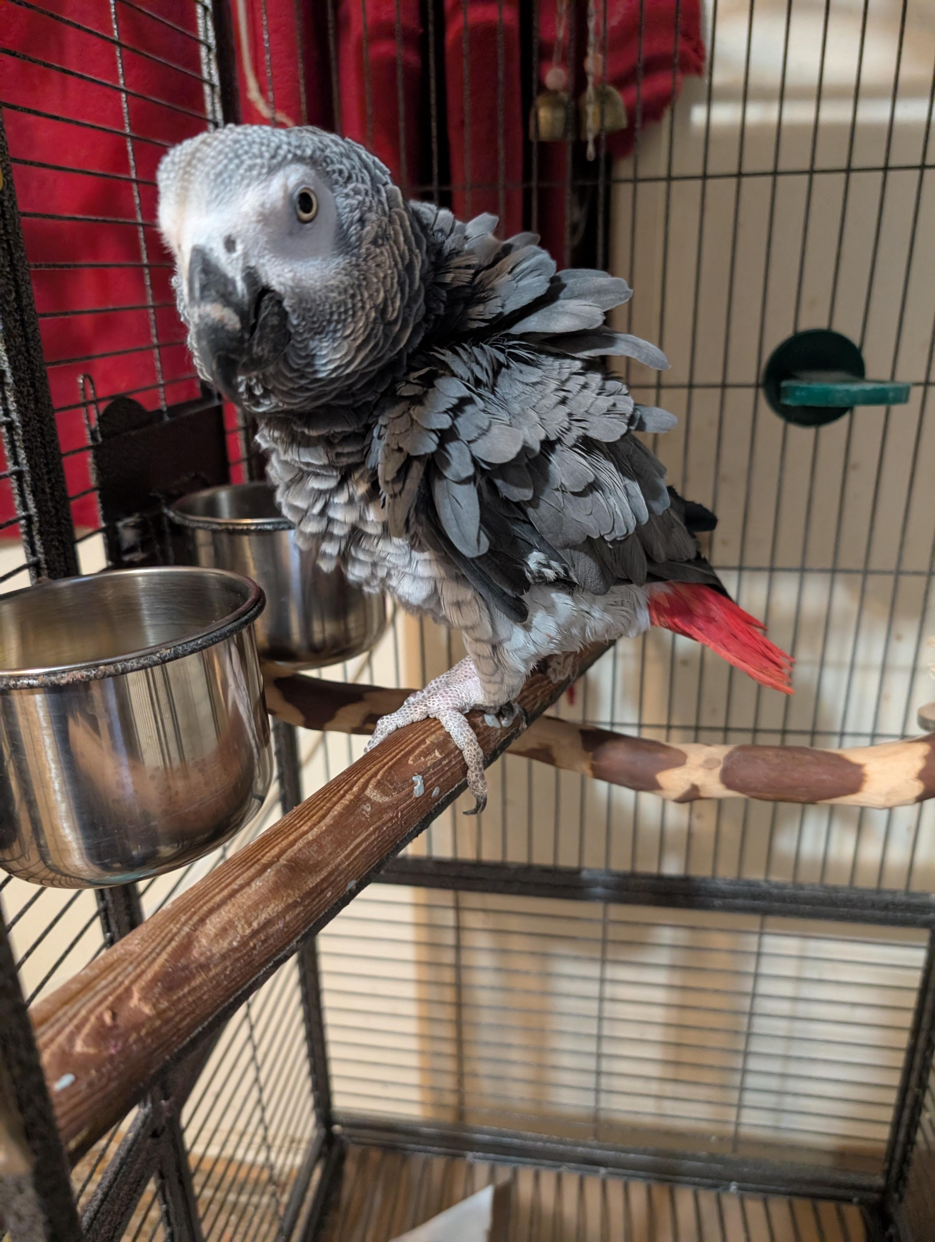 Enlarge Miss Jocko African Grey Seeking a man, an adoptable African Grey in Vancouver, WA image 2/4