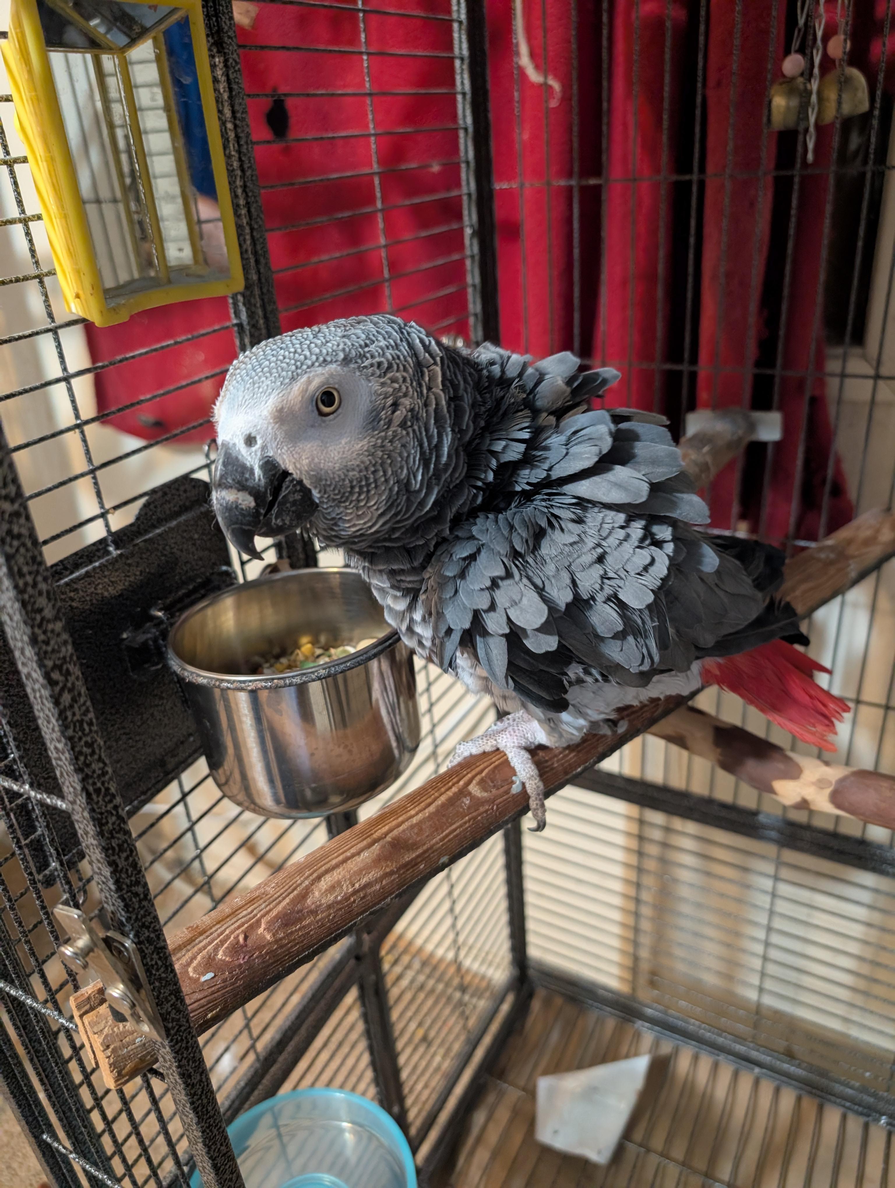 Enlarge Miss Jocko African Grey Seeking a man, an adoptable African Grey in Vancouver, WA image 4/4