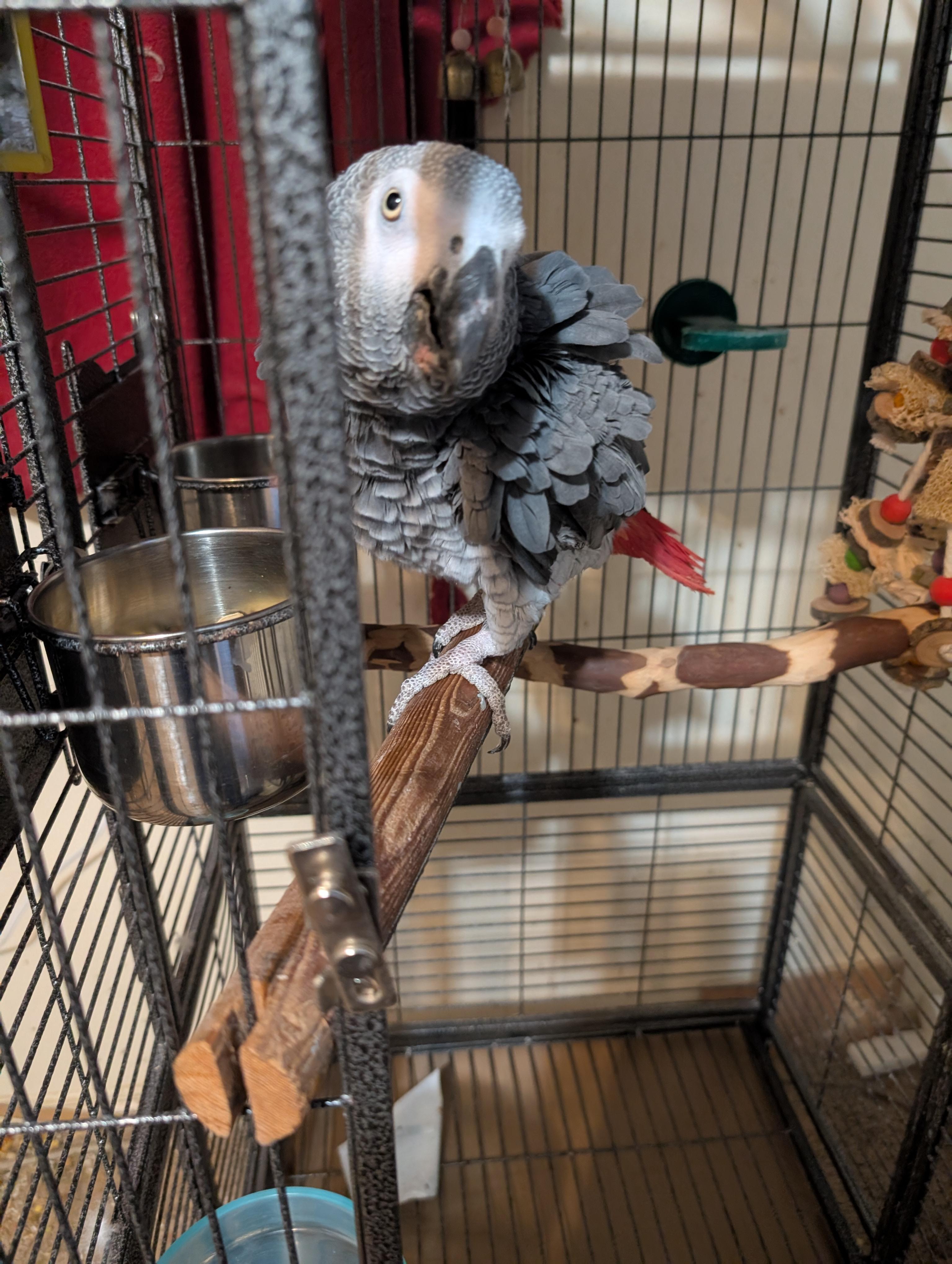 Miss Jocko African Grey Seeking a man, adoptable, Senior Female African Grey.