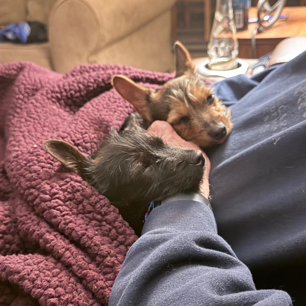 Biscuit, Adoptable, Puppy Female Yorkshire Terrier & Chihuahua.
