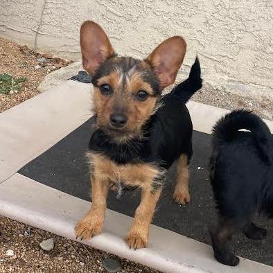 Enlarge Biscuit, a Adoptable mixed breed in Prescott, AZ image 2/6