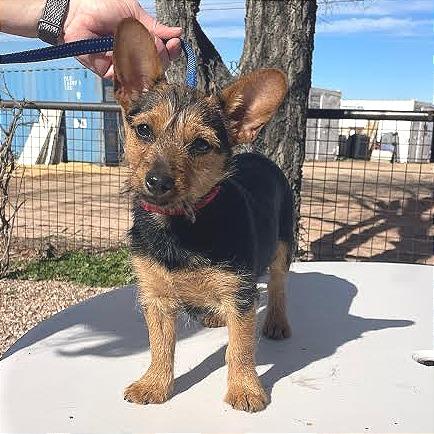 Enlarge Biscuit, a Adoptable mixed breed in Prescott, AZ image 3/6