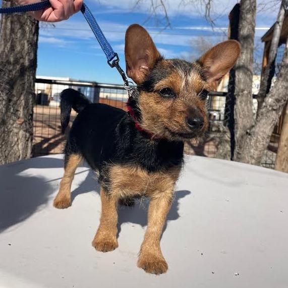Enlarge Biscuit, a Adoptable mixed breed in Prescott, AZ image 4/6