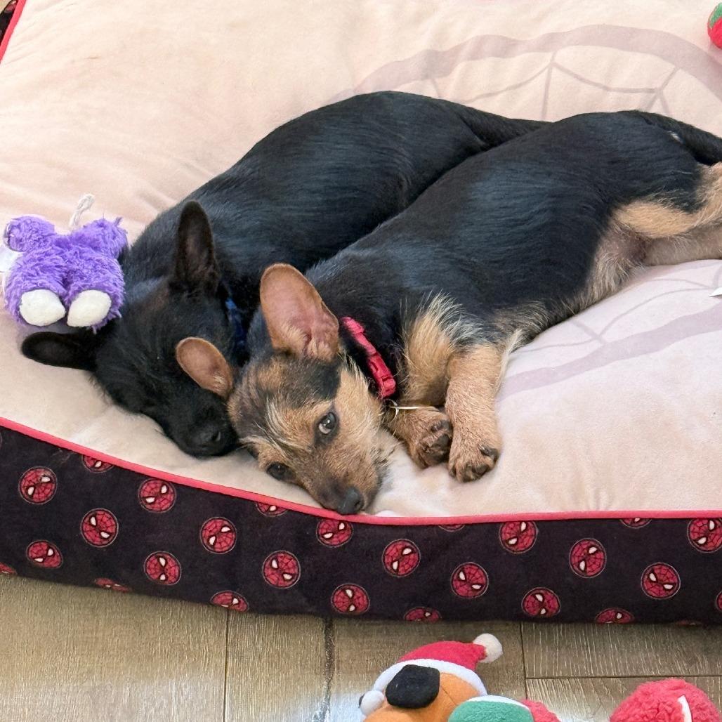 Enlarge Biscuit, a Adoptable mixed breed in Prescott, AZ image 5/6