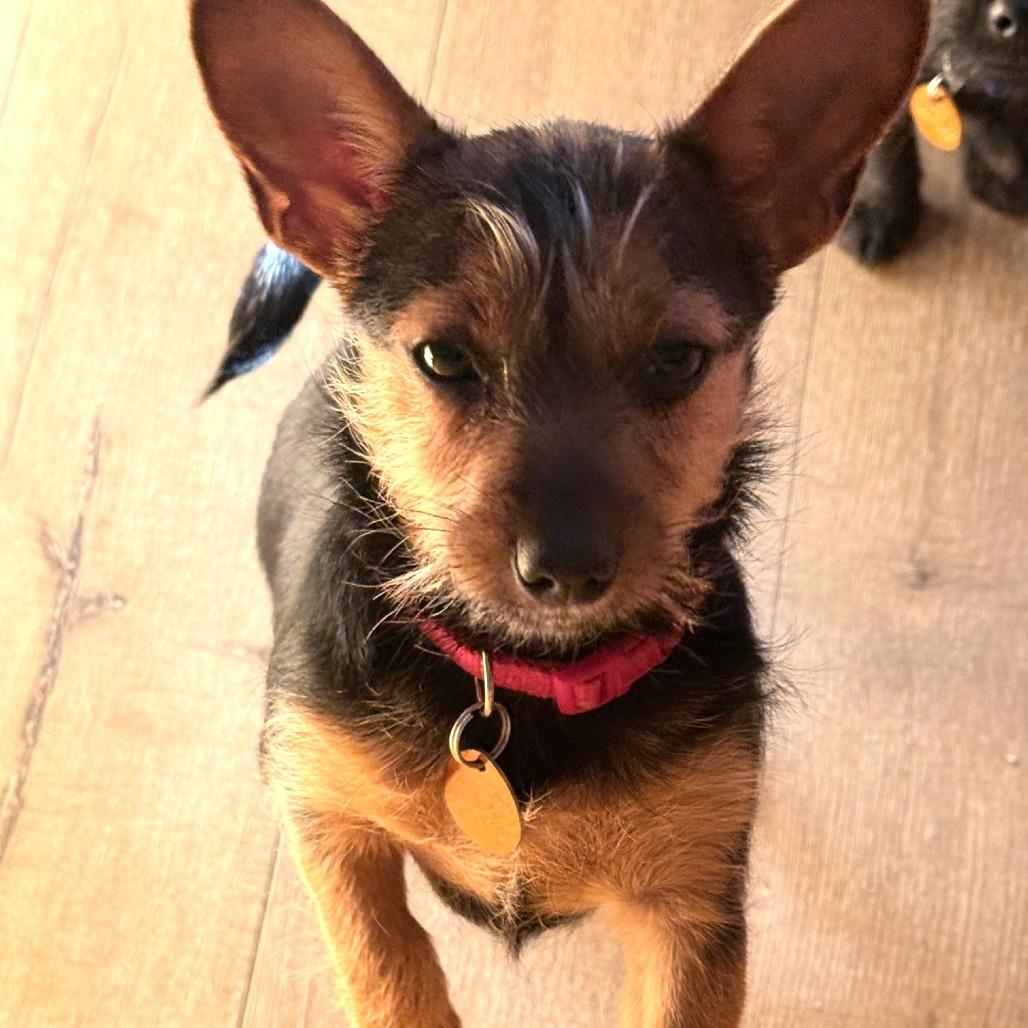 Enlarge Biscuit, a Adoptable mixed breed in Prescott, AZ image 6/6