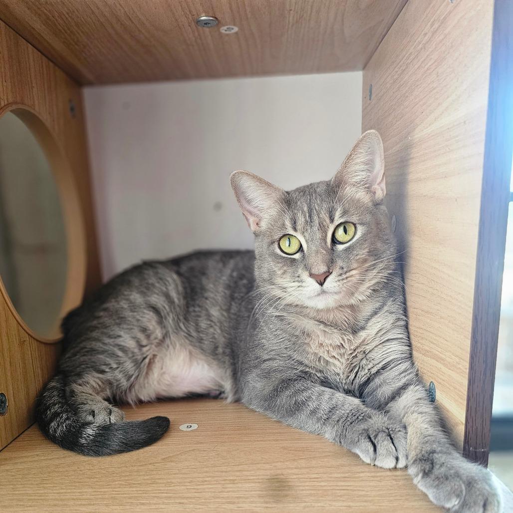 Jasmine, Adoptable, Adult Female Domestic Short Hair.