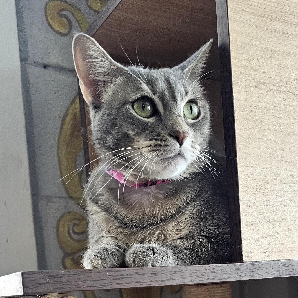 Enlarge Jasmine, a Adoptable Domestic Short Hair in Laredo, TX image 2/6