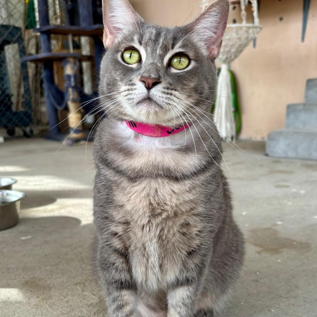 Enlarge Jasmine, a Adoptable Domestic Short Hair in Laredo, TX image 3/6