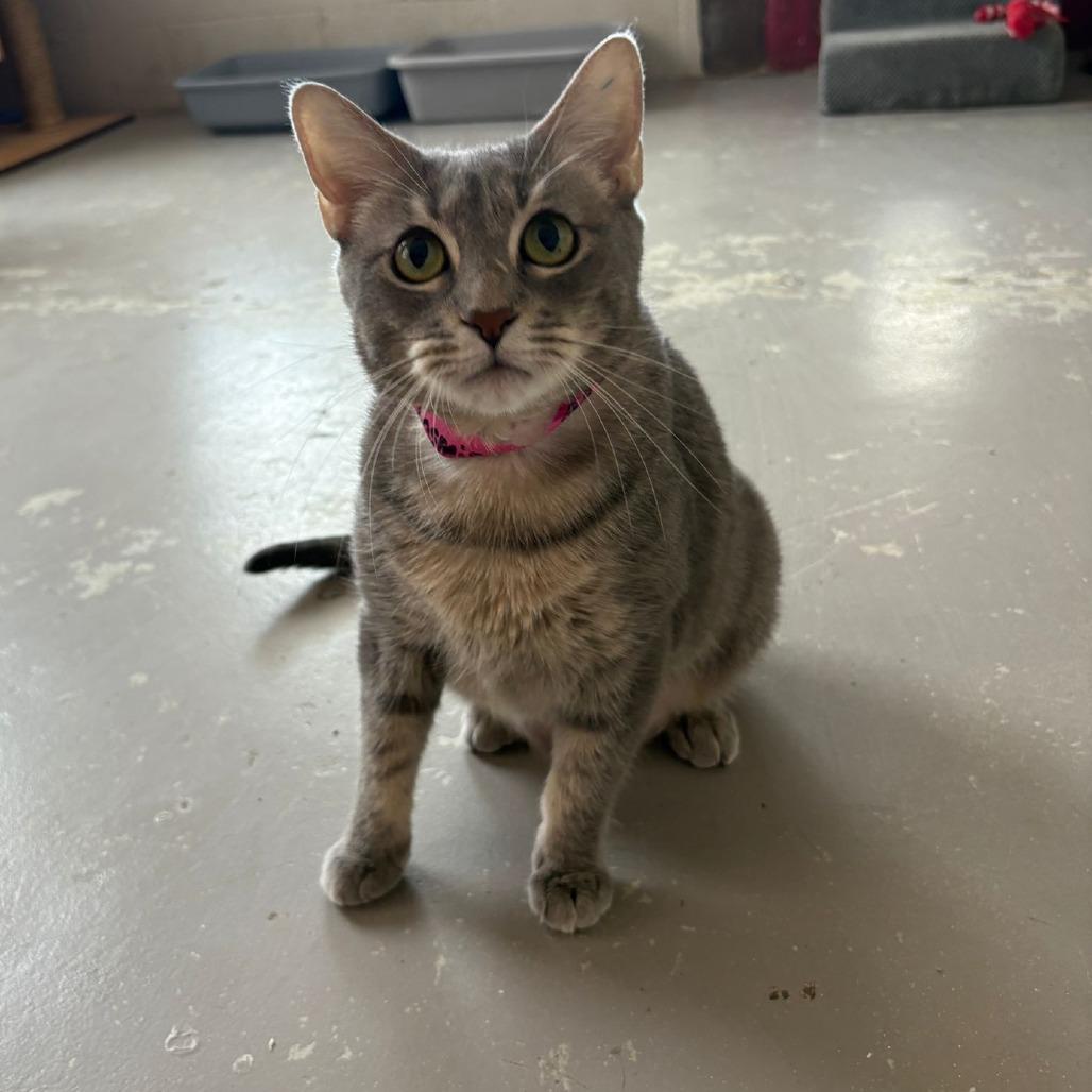 Enlarge Jasmine, a Adoptable Domestic Short Hair in Laredo, TX image 4/6