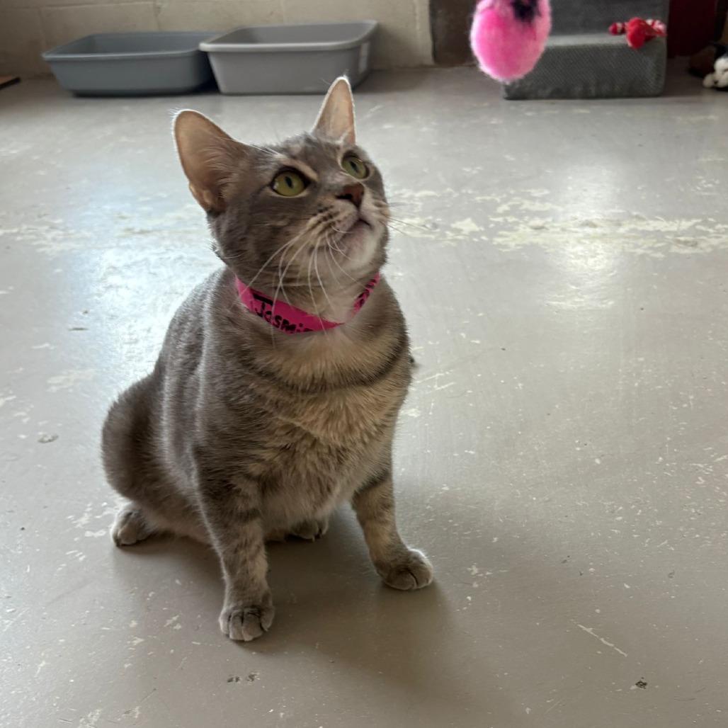 Enlarge Jasmine, a Adoptable Domestic Short Hair in Laredo, TX image 5/6