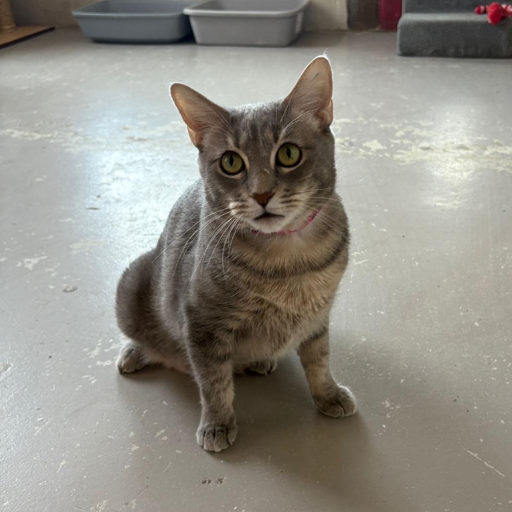 Enlarge Jasmine, a Adoptable Domestic Short Hair in Laredo, TX image 6/6