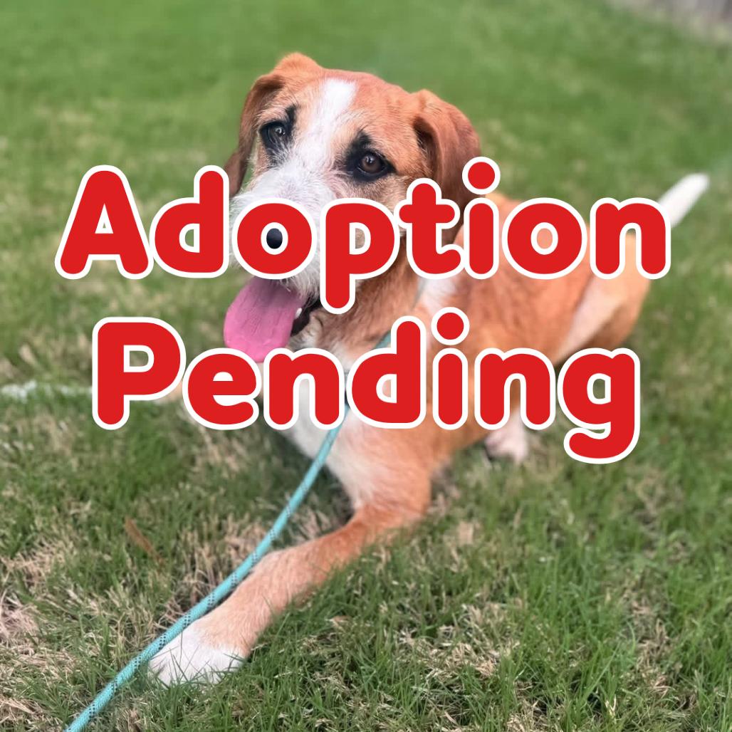 Basmati 26-020, Adoptable, Young Male Terrier.
