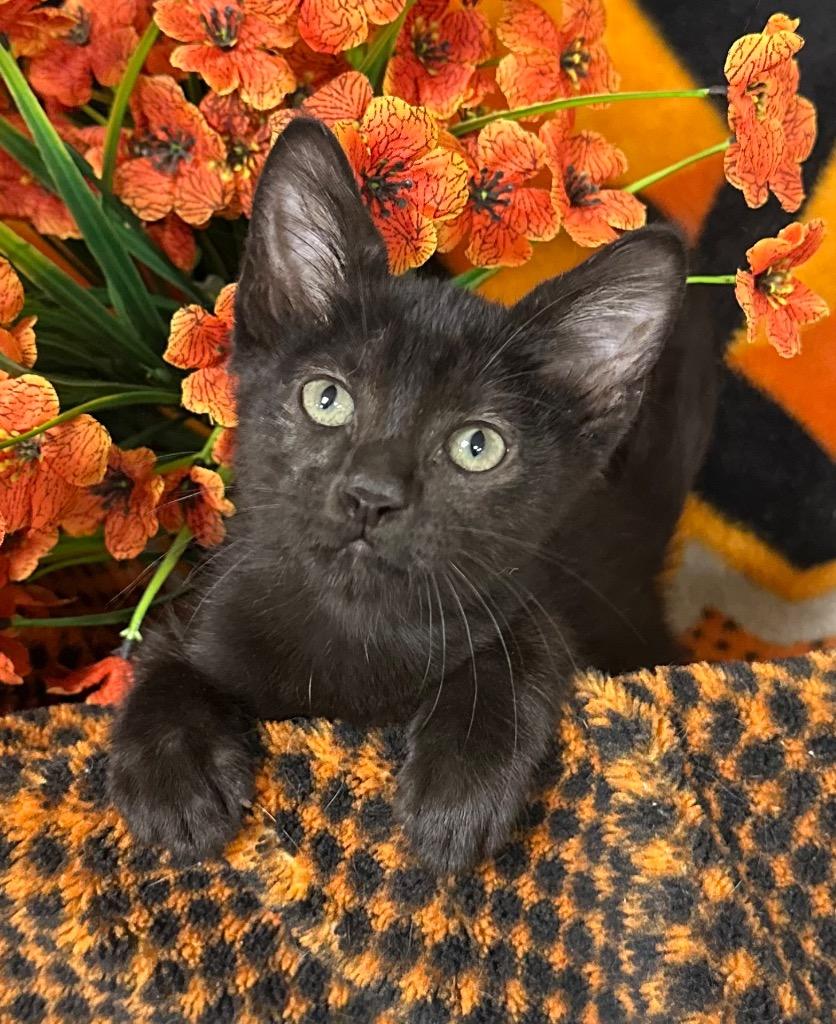 Enlarge 3/25/26 Sturgis, a Adoptable mixed breed in Stillwater, OK image 1/1