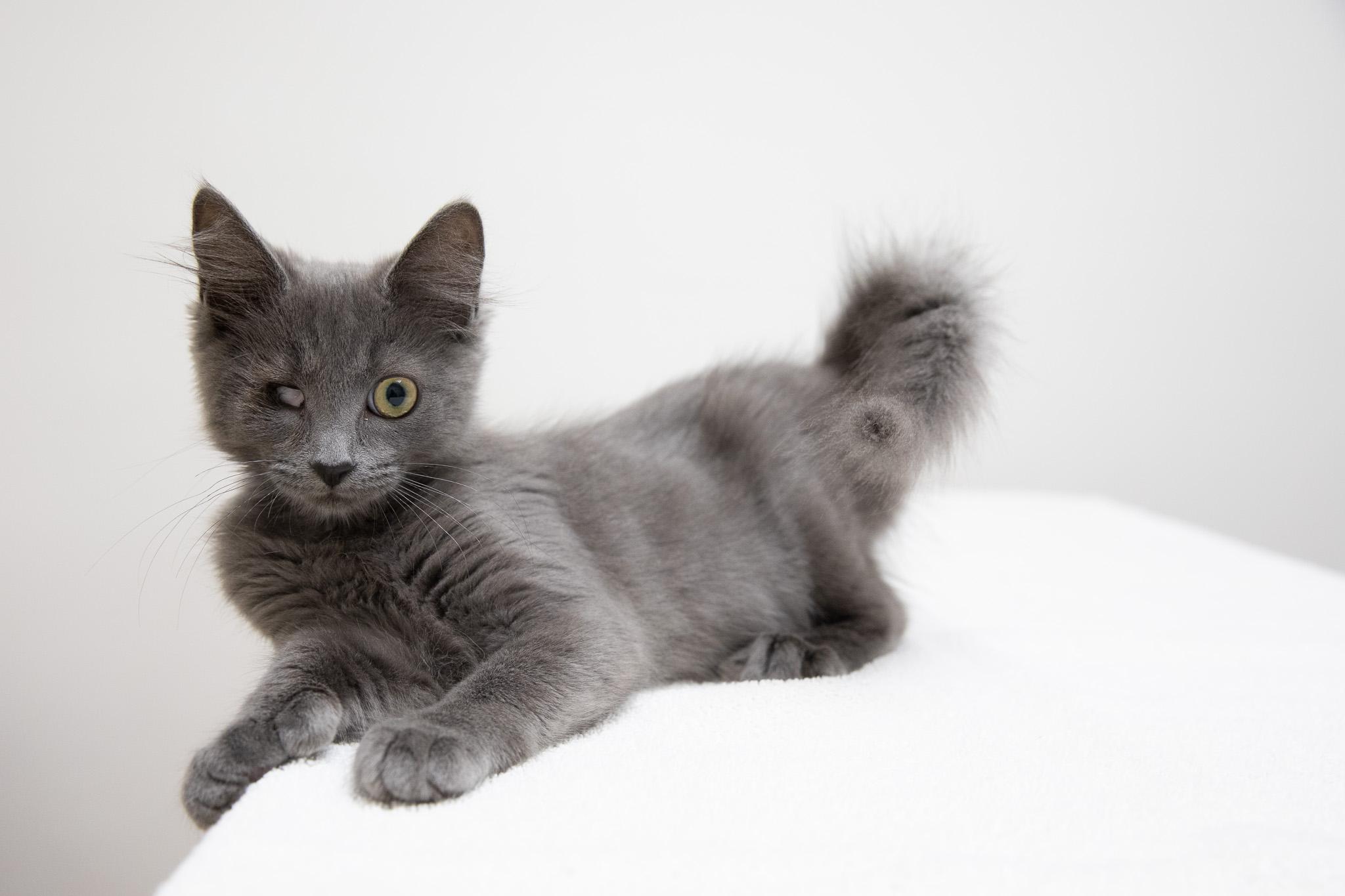 Enlarge Blueberry Pie, a Adoptable mixed breed in Montclair, NJ image 1/6