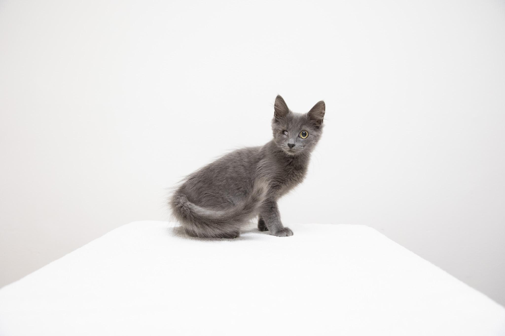 Enlarge Blueberry Pie, a Adoptable mixed breed in Montclair, NJ image 3/6