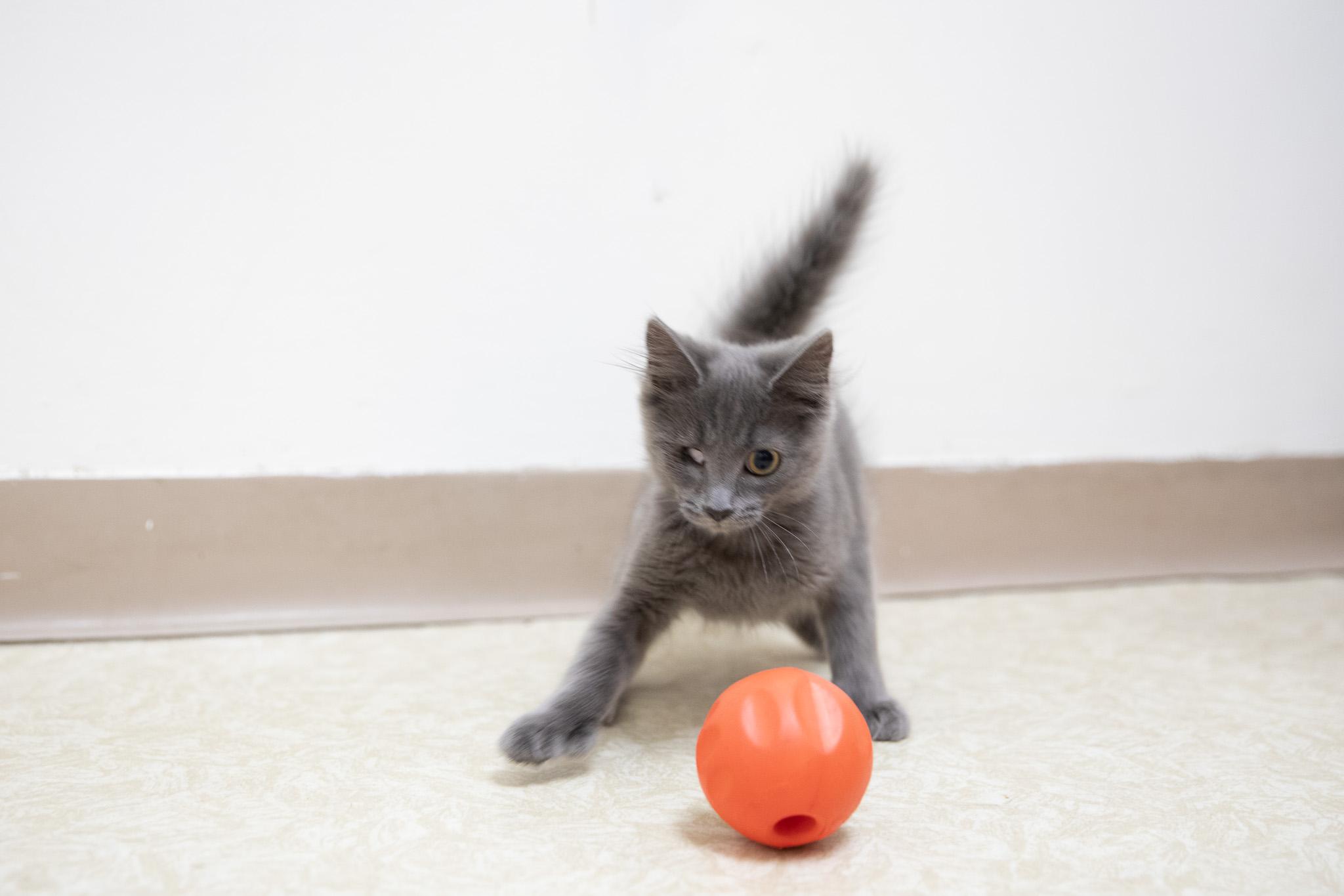 Enlarge Blueberry Pie, a Adoptable mixed breed in Montclair, NJ image 5/6