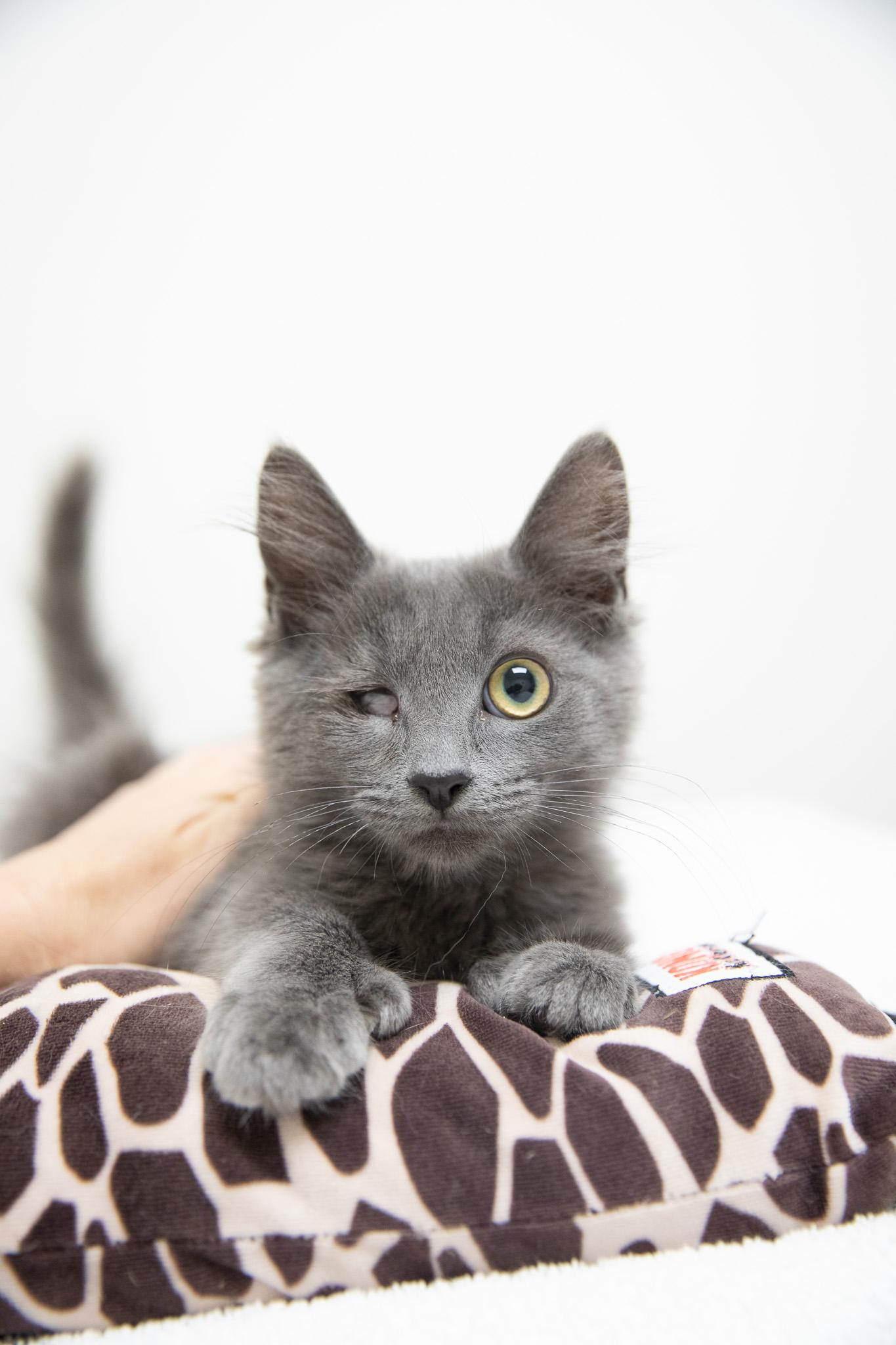 Enlarge Blueberry Pie, a Adoptable mixed breed in Montclair, NJ image 6/6