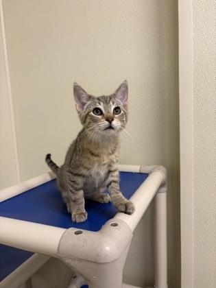 Enlarge Tonya, a Adopted American Shorthair in Cashiers, NC image 2/2