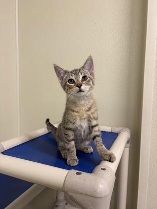Tonya, Adopted, Kitten Female American Shorthair.