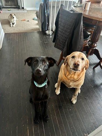 Enlarge Daxton, a ADOPTABLE mixed breed in Oswego, IL image 3/5