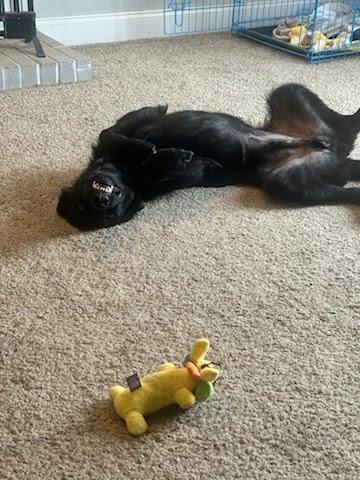 Enlarge Daxton, a ADOPTABLE mixed breed in Oswego, IL image 4/5