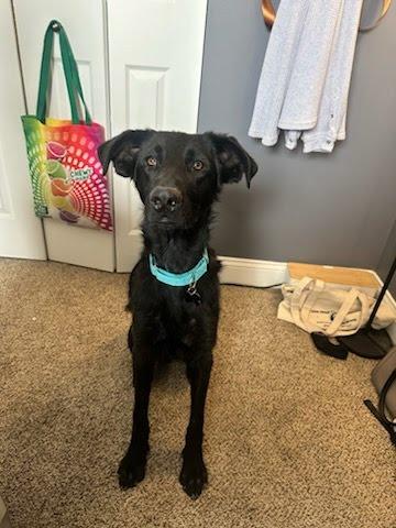 Enlarge Daxton, a ADOPTABLE mixed breed in Oswego, IL image 2/5