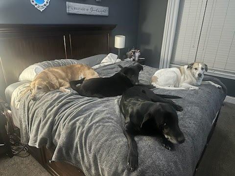 Enlarge Daxton, a ADOPTABLE mixed breed in Oswego, IL image 5/5