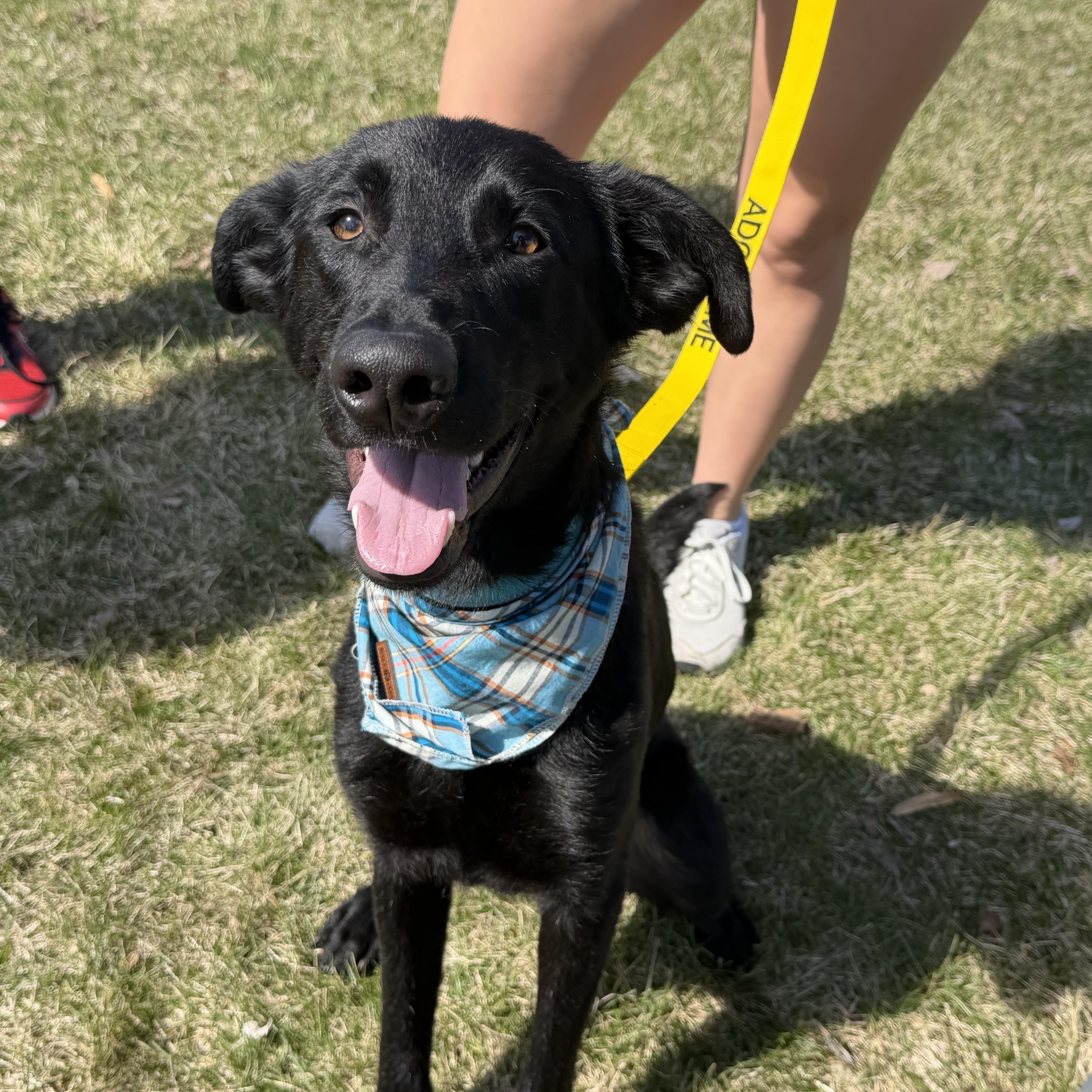 Enlarge Daxton, a ADOPTABLE mixed breed in Oswego, IL image 1/5