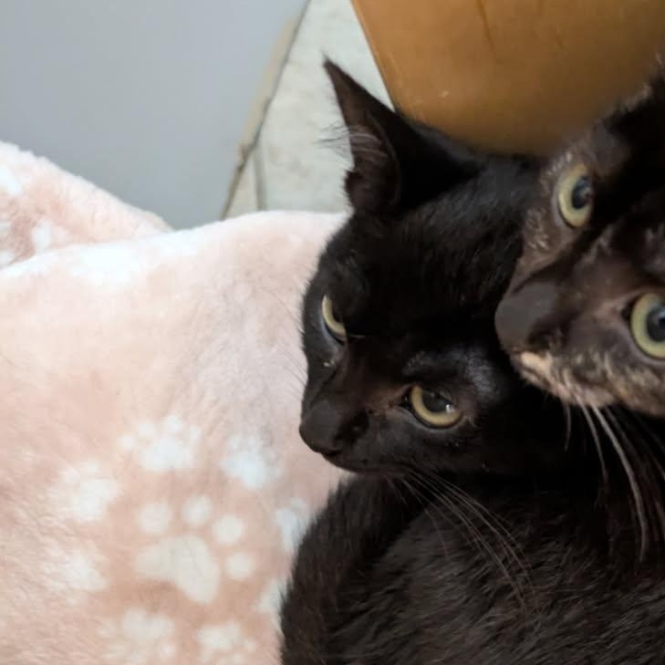 Naomi, Adoptable, Young Female Domestic Short Hair.