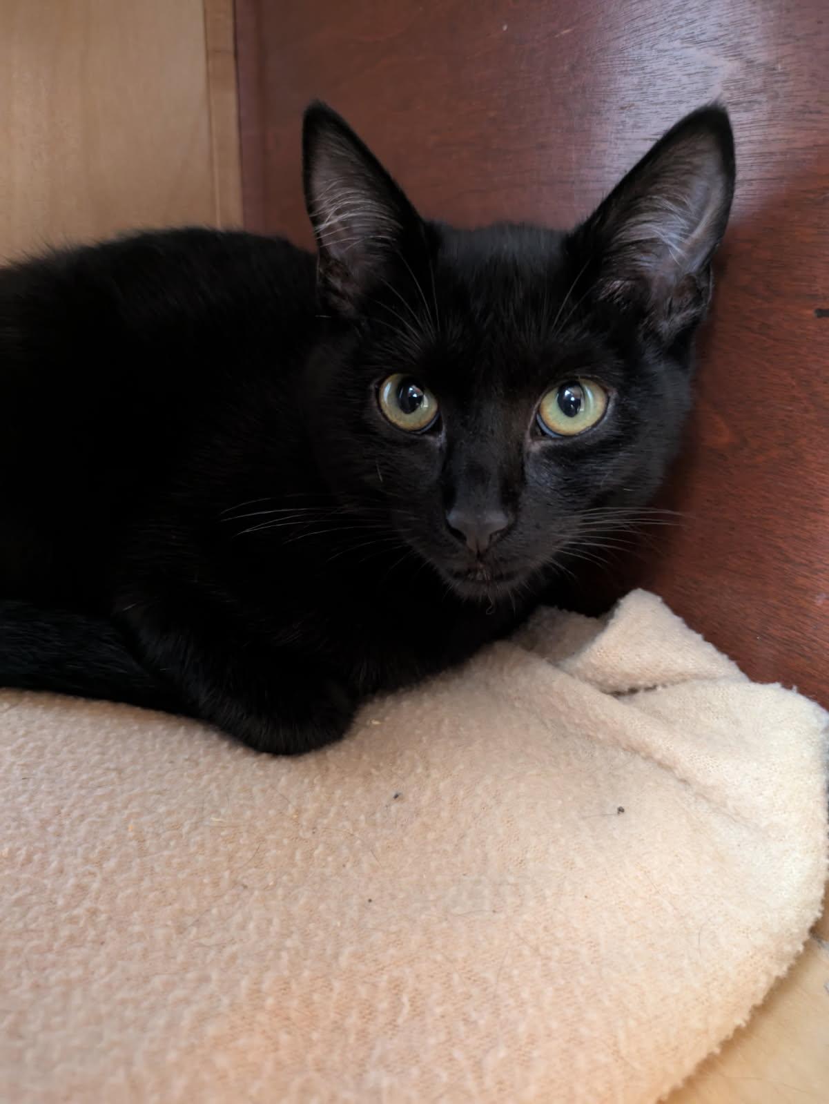 Naomi, an adoptable Domestic Short Hair in Eureka, CA, 95501 | Photo Image 3