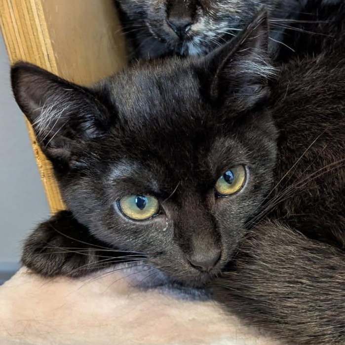 Naomi, Adoptable, Young Female Domestic Short Hair.