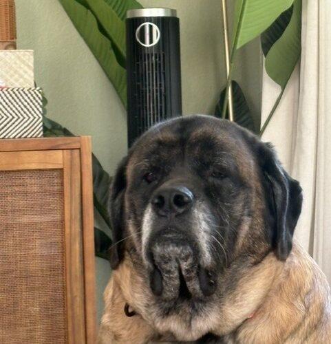 Valkyrie, Adoptable, Senior Female Mastiff.