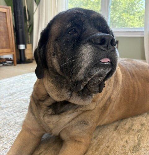 Enlarge Valkyrie, a Adoptable Mastiff in Edmond, OK image 2/5