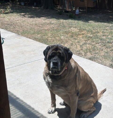 Enlarge Valkyrie, a Adoptable Mastiff in Edmond, OK image 3/5