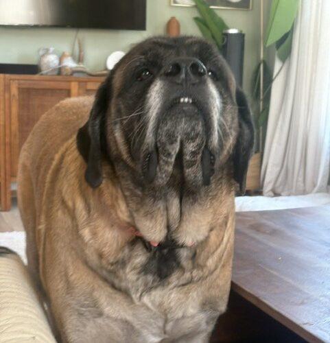 Enlarge Valkyrie, a Adoptable Mastiff in Edmond, OK image 4/5