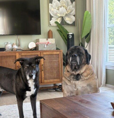 Enlarge Valkyrie, a Adoptable Mastiff in Edmond, OK image 5/5