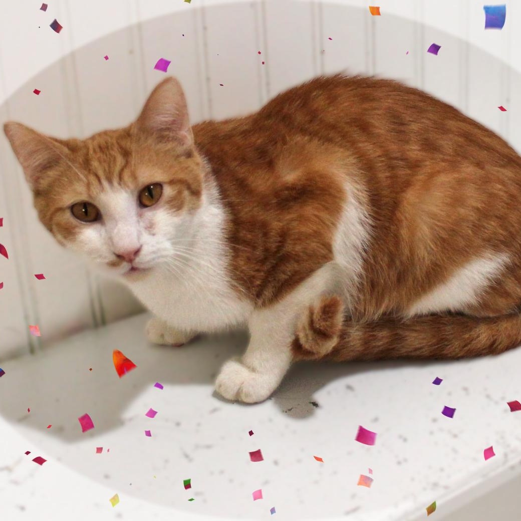 Milo, ADOPTABLE, Young Male Tabby.
