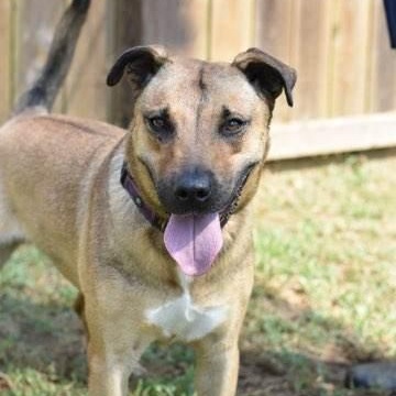 Brittany, a Adoptable mixed breed in Willis, TX image 3/5
