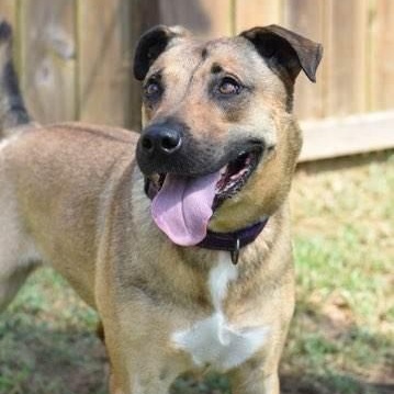 Brittany, a Adoptable mixed breed in Willis, TX image 5/5