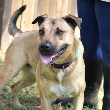 Brittany, a Adoptable mixed breed in Willis, TX image 4/5