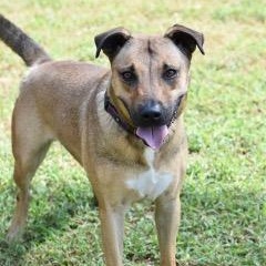 Brittany, a Adoptable mixed breed in Willis, TX image 2/5