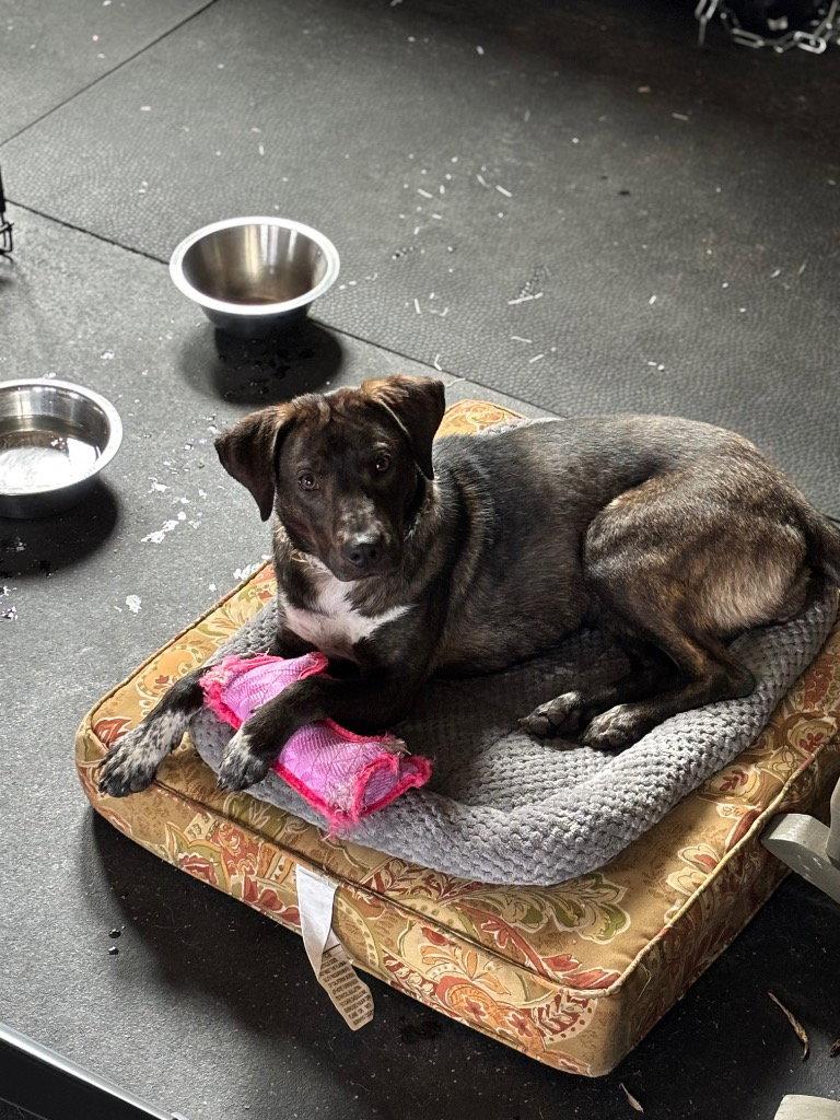 Enlarge Callie, a Adoptable mixed breed in Ellijay, GA image 2/3