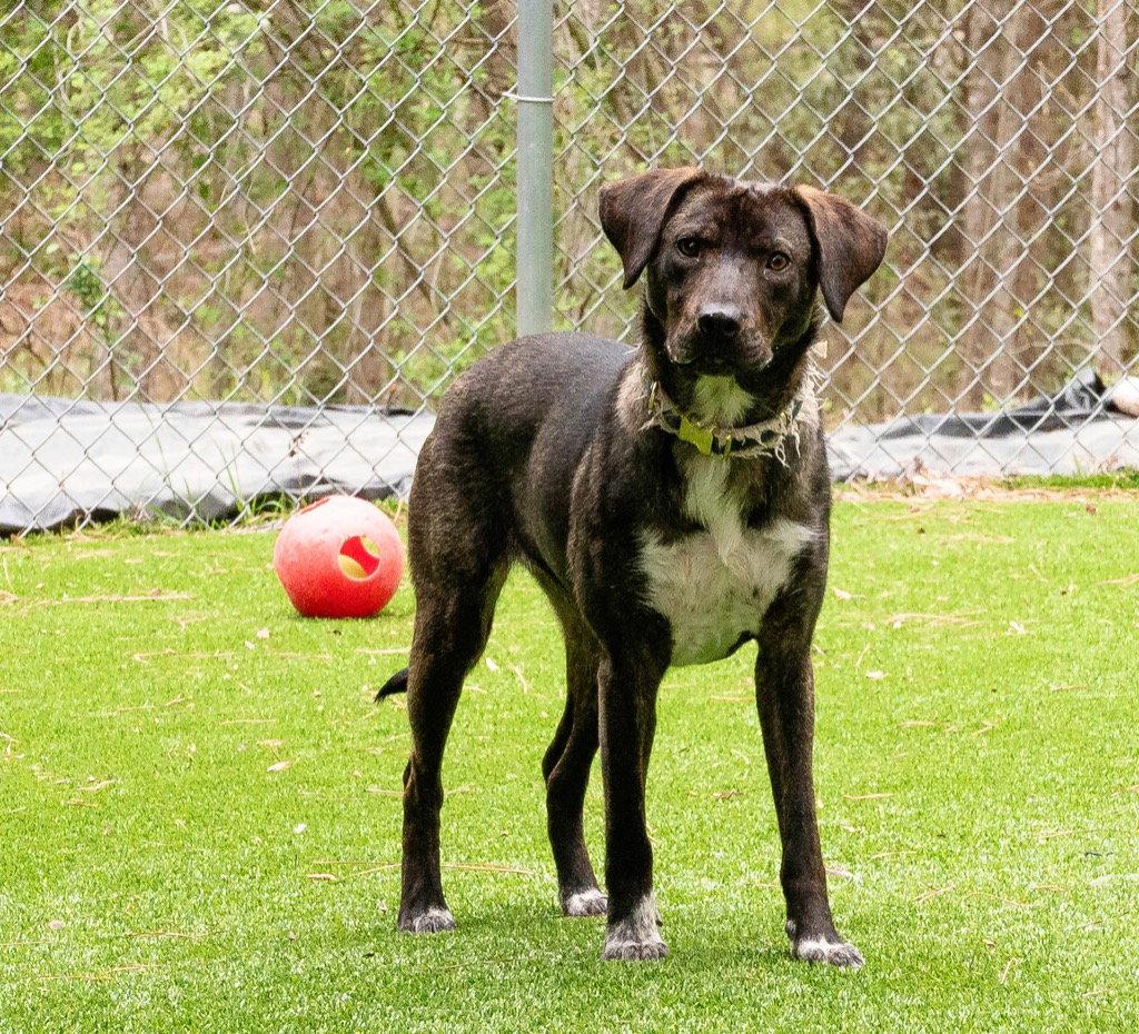 Enlarge Callie, a Adoptable mixed breed in Ellijay, GA image 1/3