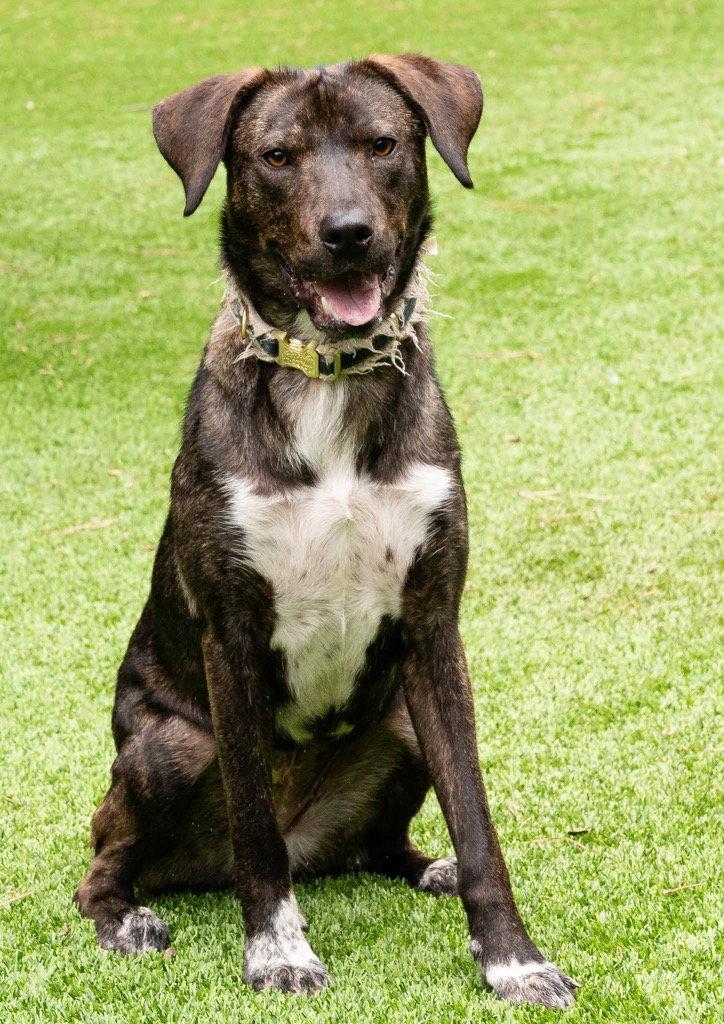 Enlarge Callie, a Adoptable mixed breed in Ellijay, GA image 2/3