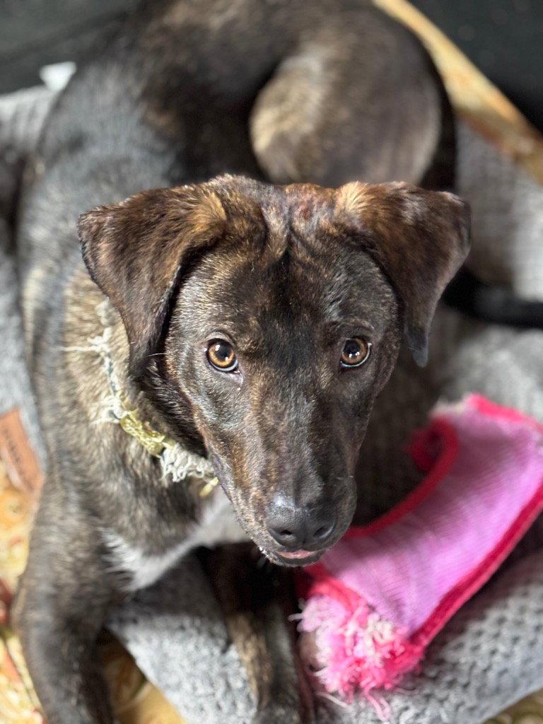 Enlarge Callie, a Adoptable mixed breed in Ellijay, GA image 3/3