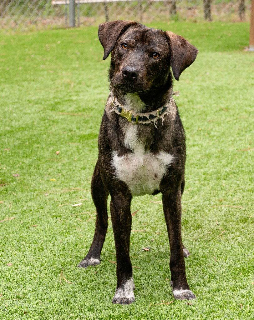 Callie, Adoptable, Young Female Mountain Cur & Terrier.