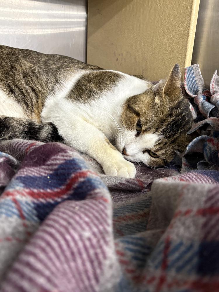 Enlarge BERTRAM, a Adoptable mixed breed in Broomfield, CO image 1/1
